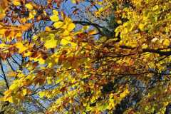 Schnitzeljagd_Herbstwald